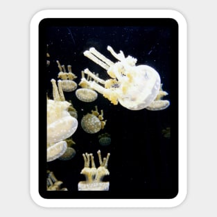 Jelly fish in the dark Sticker